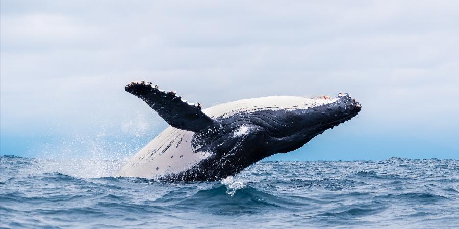 Balene, I giganti del mare